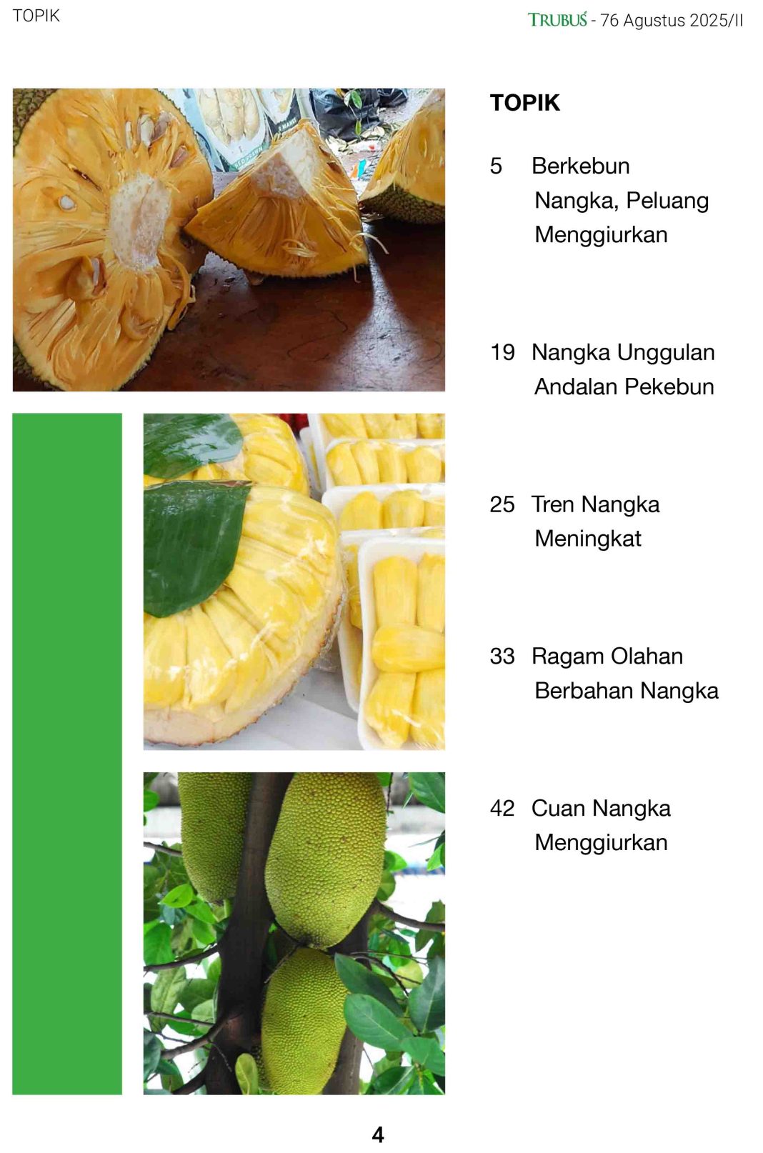 Berkebun Nangka Peluang Menggiurkan