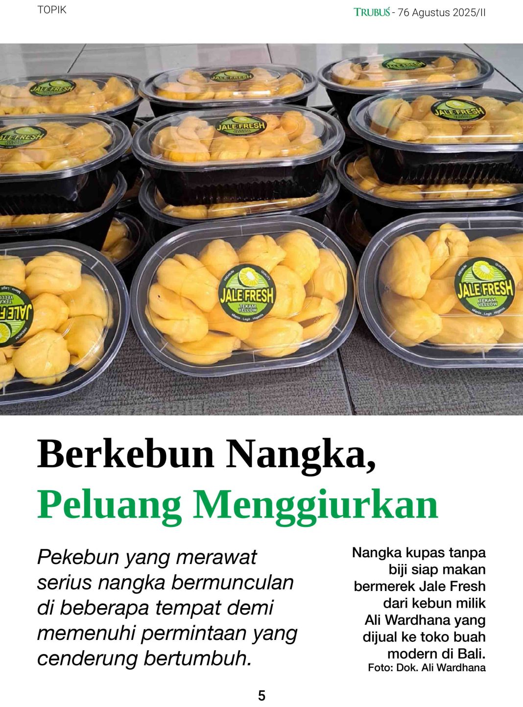 Berkebun Nangka Peluang Menggiurkan