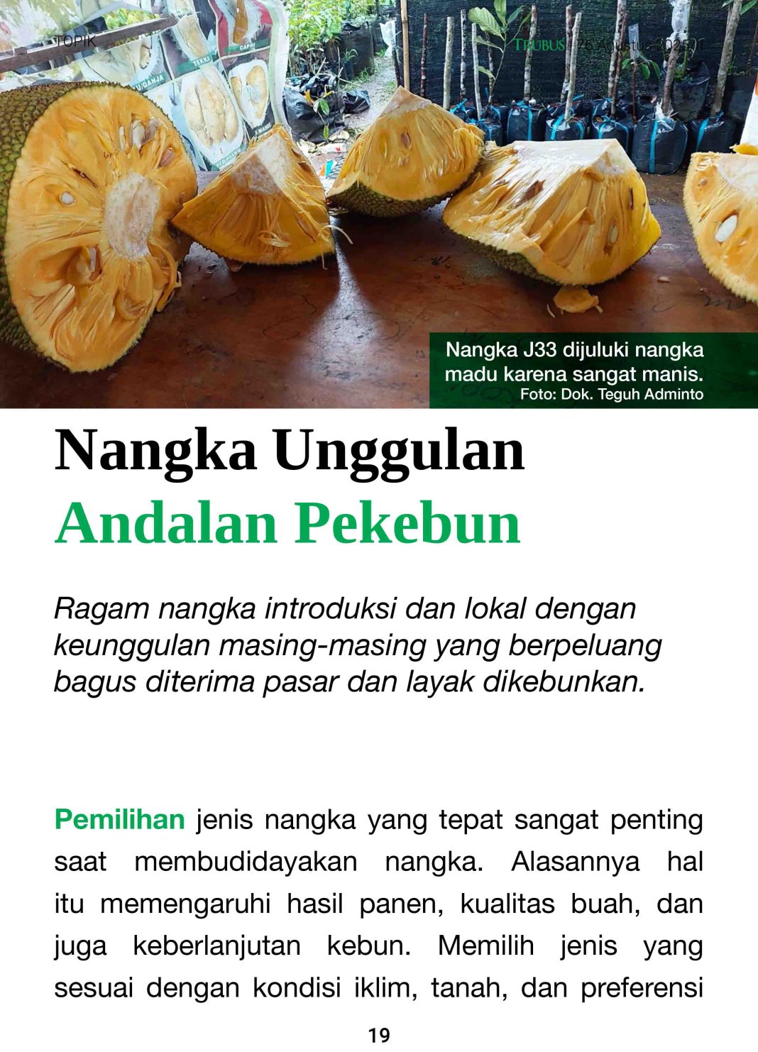 Berkebun Nangka Peluang Menggiurkan