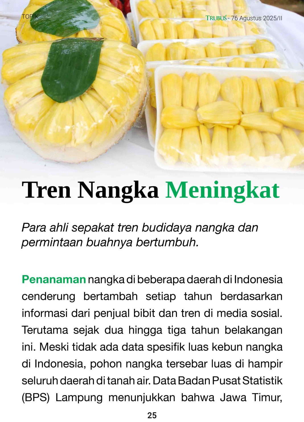 Berkebun Nangka Peluang Menggiurkan