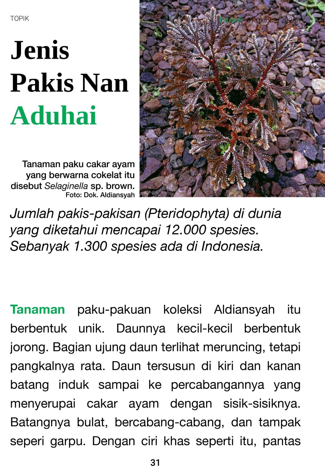 Geliat Tren Paku - Pakuan