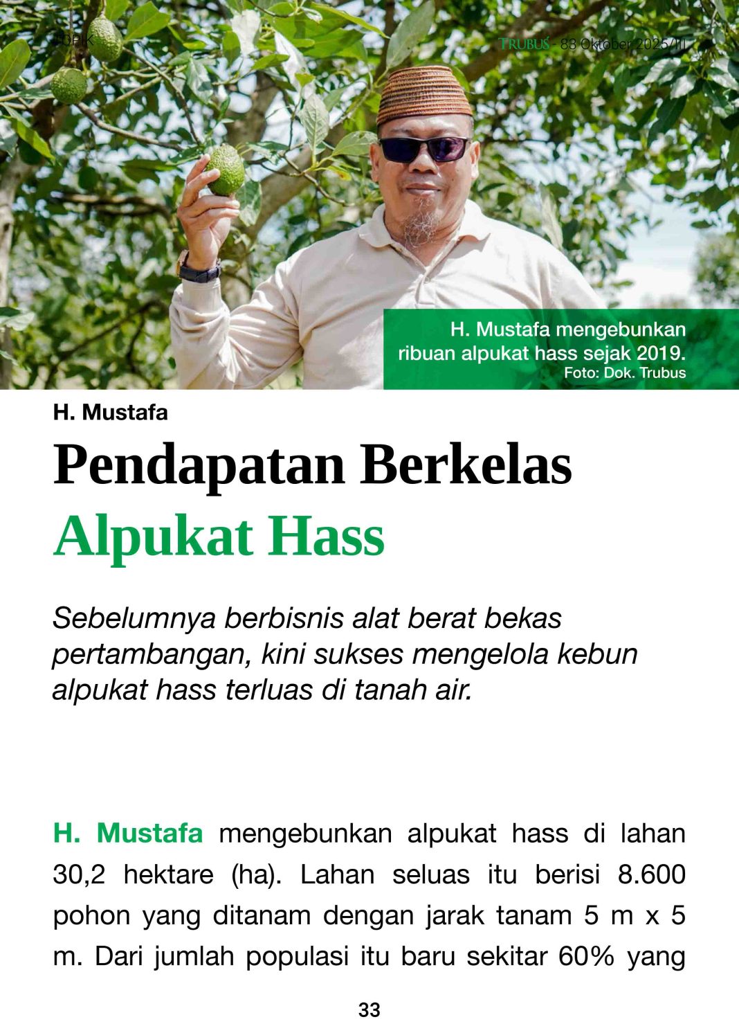 Bisnis Alpukat Makin Gurih
