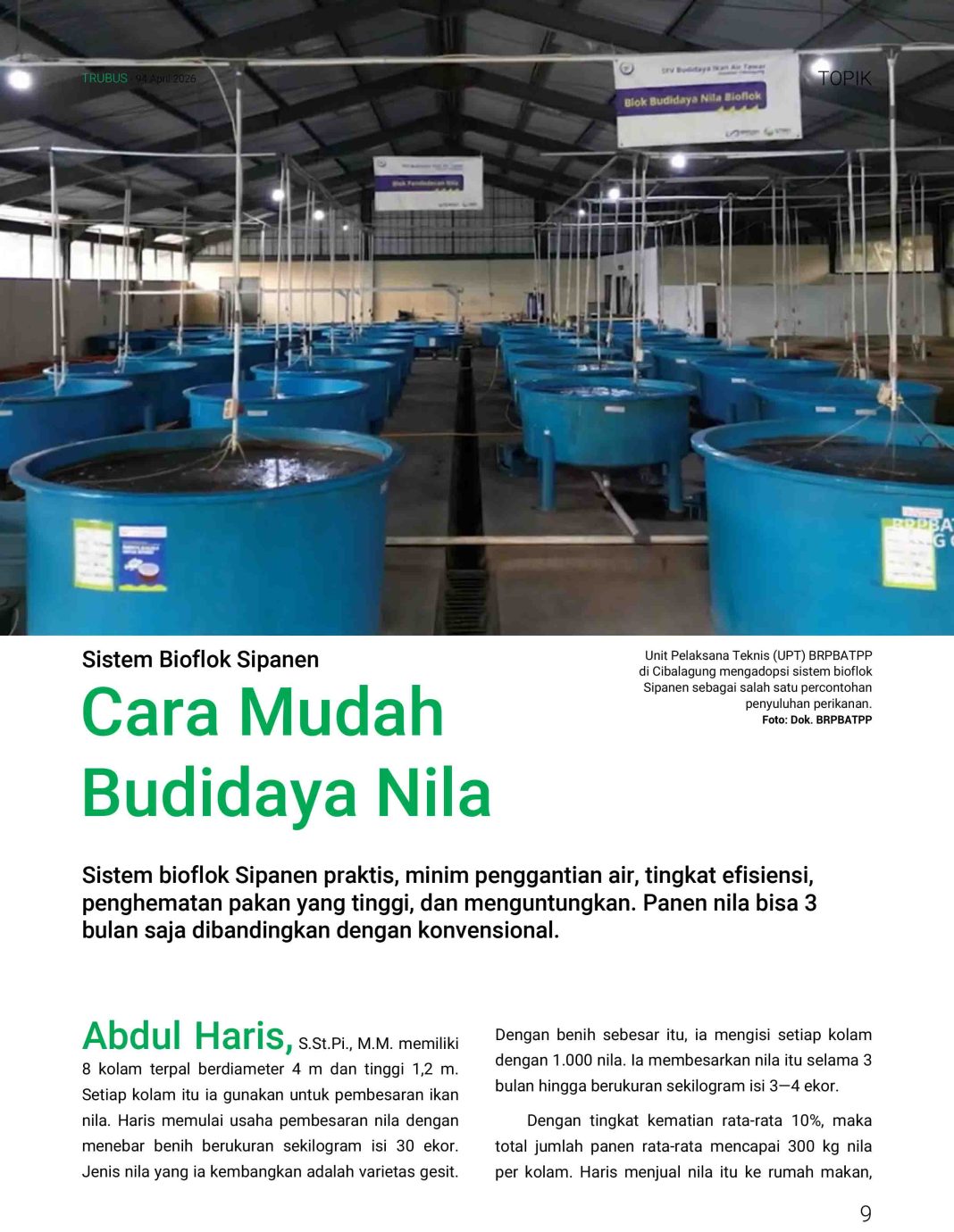 3 Bulan Panen Nila